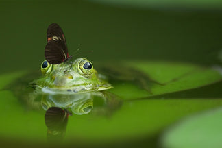 Eat the Frog: The Productivity Technique That Can Change Your Life